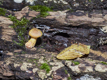 High angle view of mushrooms growing on tree trunk