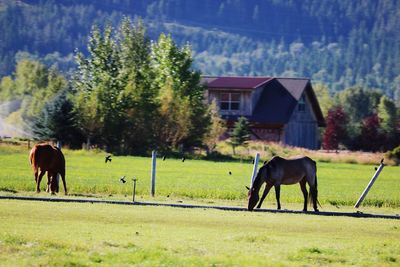 Horse standing in a field