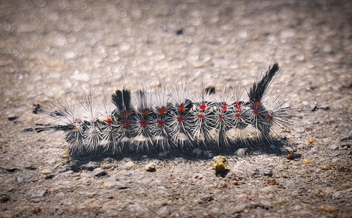 Close-up of caterpillar