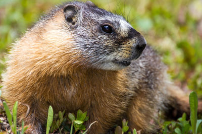 Close-up of rabbit