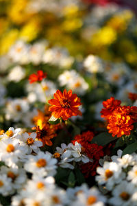 Close-up of orange daisy flowers