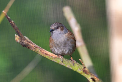 Close-up of bird perching on branch