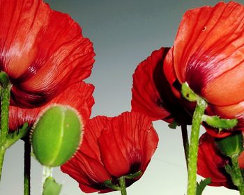 Low angle view of red flowers growing against sky