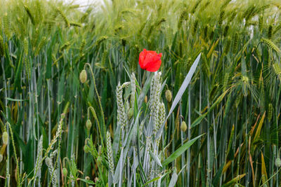 Close-up of poppy growing in field