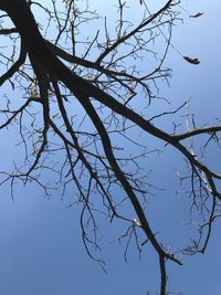 Low angle view of bare tree against clear sky