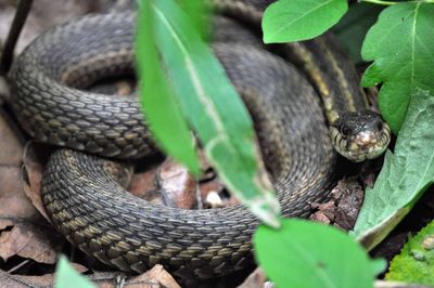 Close-up of snake