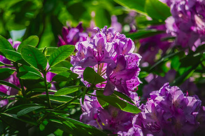 Close-up of pink flowering plants