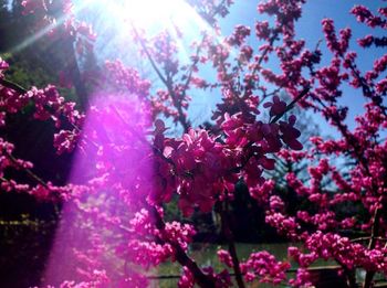 Close-up of pink flowers on tree