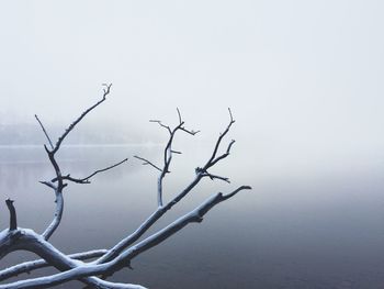 Bare trees against sky