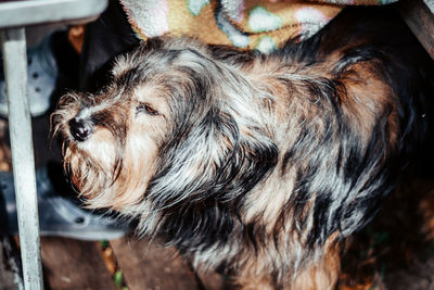 Close-up of a dog looking away