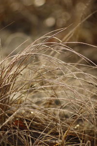 Close-up of stalks in field