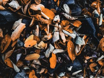 Full frame shot of dry leaves