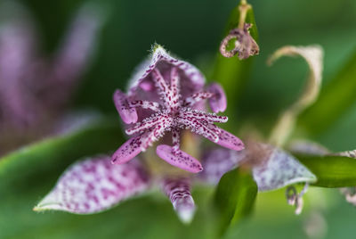 Close-up of pink flowers