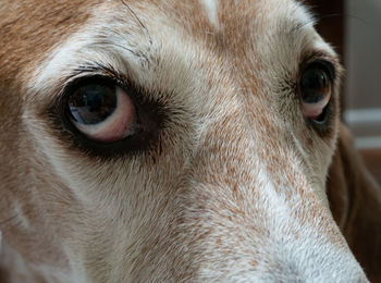 Close-up portrait of a cat