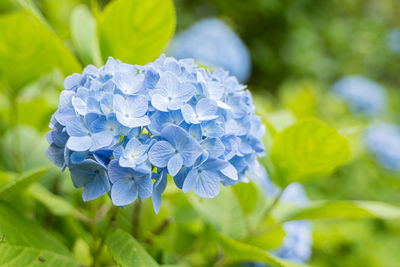 Close-up of purple hydrangea plant