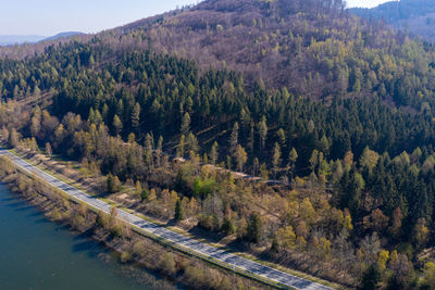 Scenic view of forest