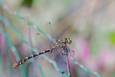 Close-up of dragonfly in a garden