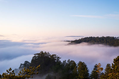 Mountain peak with coniferous trees breaking through clouds