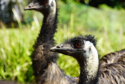 Close-up of a bird on field