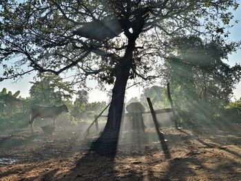 View of horse on field