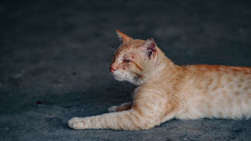 Cat looking away