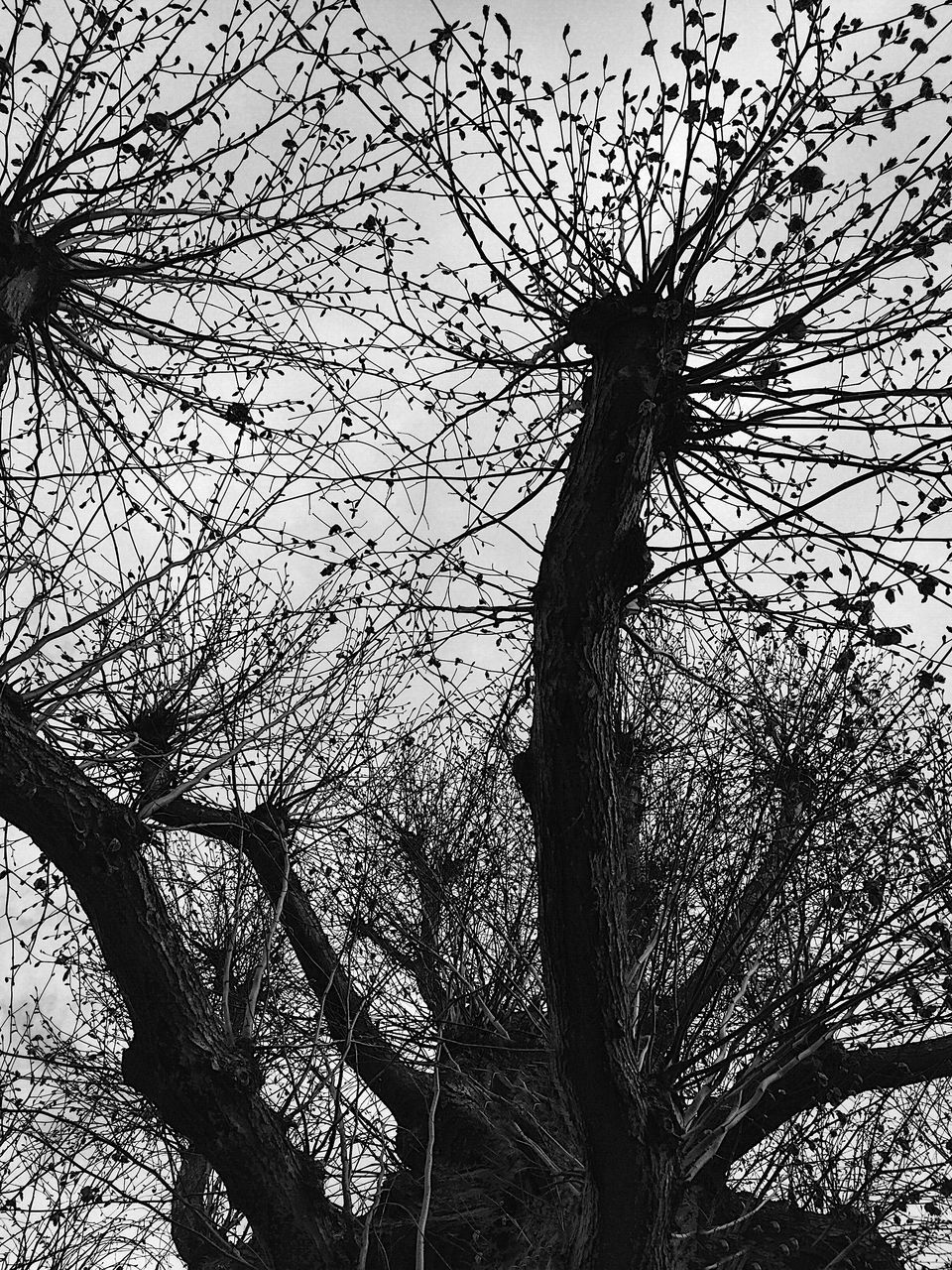 LOW ANGLE VIEW OF SILHOUETTE TREES AGAINST SKY