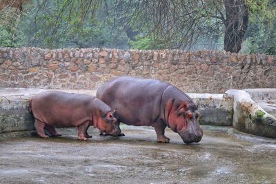 Close-up of pig drinking water