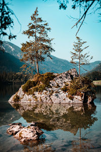 Tree by lake against sky