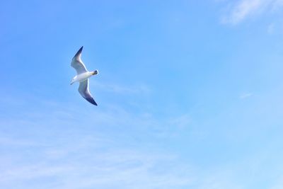 Low angle view of seagull flying against sky