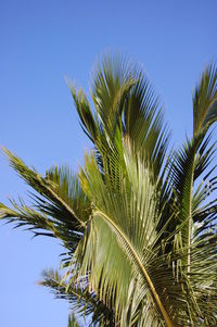 Low angle view of palm tree against clear blue sky