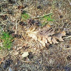 Plants growing on field