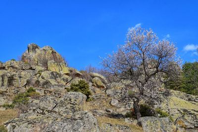 Low angle view of tree against clear blue sky