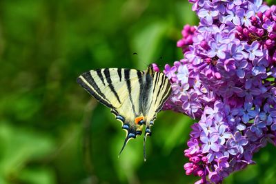 Close-up of butterfly pollinating on purple flower