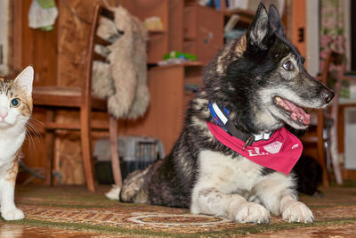 Close-up of a dog looking away