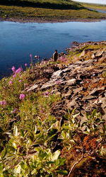 Scenic view of flowers