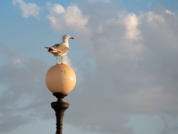 Seagull on a round lamp and the sky with clouds in the background.