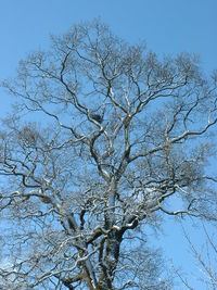 Low angle view of bare trees against clear blue sky