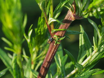 Close-up of insect on leaf