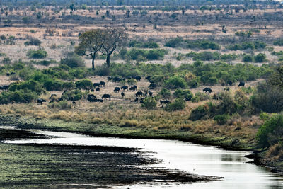 Landscape of buffalo herd in kruger