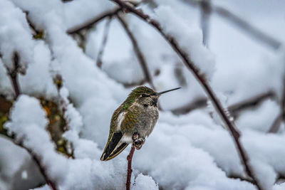 Close-up of hummingbird against blurred snow background