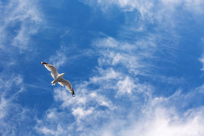 Low angle view of seagulls flying in sky