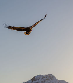 Bird flying against clear sky