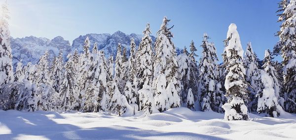 Snow covered trees against sky