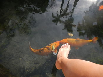 View of fish swimming in lake