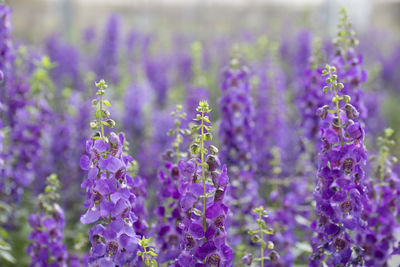 Close-up of purple flowering plant