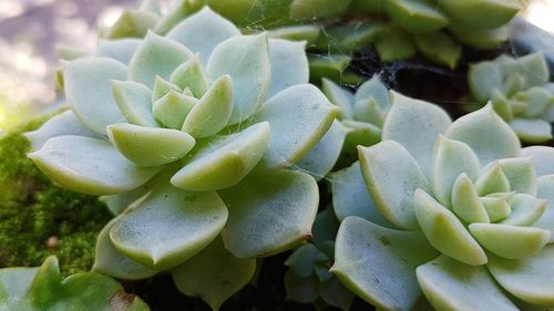 Close-up of succulent plant