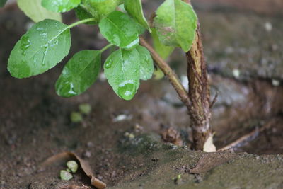 Close-up of wet leaves on field