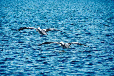 Birds flying over sea