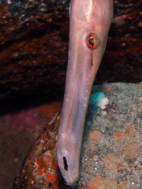 Close-up of fish swimming in sea