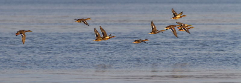 Flock of female mallard ducks flying upon the water lake